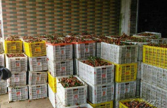 琪邦上?？者\(yùn)公司運(yùn)輸新鮮水果注意事項(xiàng)